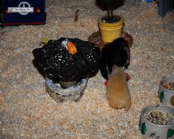 4. Frankfurter Meerschweinchen-Show 2011