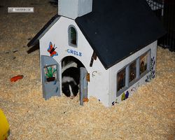 4. Frankfurter Meerschweinchen-Show 2011