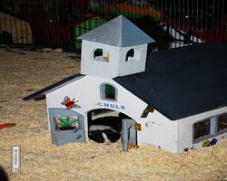 4. Frankfurter Meerschweinchen-Show 2011