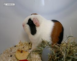 MFD - 3. Landesverbandsshow Baden-Württemberg - Mannheim 2011