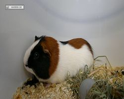 MFD - 3. Landesverbandsshow Baden-Württemberg - Mannheim 2011