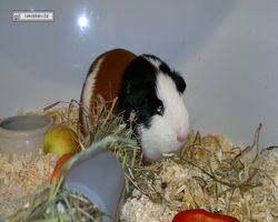 MFD - 3. Landesverbandsshow Baden-Württemberg - Mannheim 2011