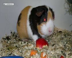 MFD - 3. Landesverbandsshow Baden-Württemberg - Mannheim 2011