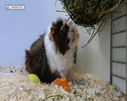 MFD - 3. Landesverbandsshow Baden-Württemberg - Mannheim 2011