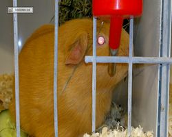 MFD - 3. Landesverbandsshow Baden-Württemberg - Mannheim 2011