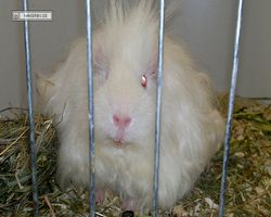 MFD - 3. Landesverbandsshow Baden-Württemberg - Mannheim 2011