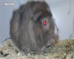 MFD - 3. Landesverbandsshow Baden-Württemberg - Mannheim 2011