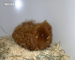 MFD - 3. Landesverbandsshow Baden-Württemberg - Mannheim 2011