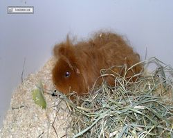 MFD - 3. Landesverbandsshow Baden-Württemberg - Mannheim 2011