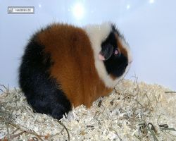 MFD - 3. Landesverbandsshow Baden-Württemberg - Mannheim 2011