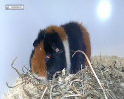 MFD - 3. Landesverbandsshow Baden-Württemberg - Mannheim 2011