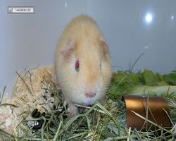 MFD - 3. Landesverbandsshow Baden-Württemberg - Mannheim 2011