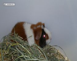 MFD - 3. Landesverbandsshow Baden-Württemberg - Mannheim 2011