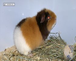 MFD - 3. Landesverbandsshow Baden-Württemberg - Mannheim 2011