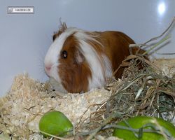 MFD - 3. Landesverbandsshow Baden-Württemberg - Mannheim 2011