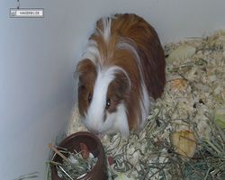 MFD - 3. Landesverbandsshow Baden-Württemberg - Mannheim 2011