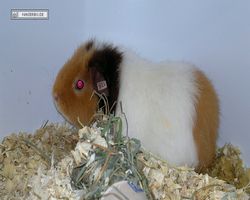 MFD - 3. Landesverbandsshow Baden-Württemberg - Mannheim 2011