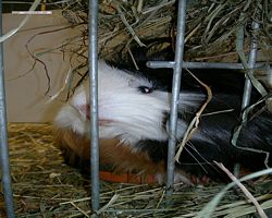 MFD - 3. Landesverbandsshow Baden-Württemberg - Mannheim 2011