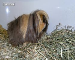 MFD - 3. Landesverbandsshow Baden-Württemberg - Mannheim 2011