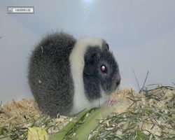 MFD - 3. Landesverbandsshow Baden-Württemberg - Mannheim 2011