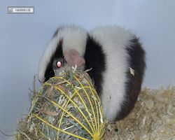 MFD - 3. Landesverbandsshow Baden-Württemberg - Mannheim 2011