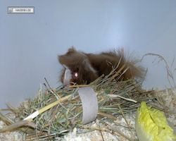 MFD - 3. Landesverbandsshow Baden-Württemberg - Mannheim 2011