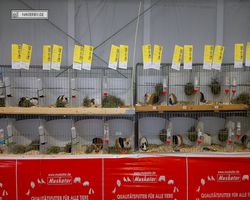 MFD - 3. Landesverbandsshow Baden-Württemberg - Mannheim 2011