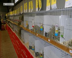 MFD - 3. Landesverbandsshow Baden-Württemberg - Mannheim 2011