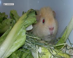 MFD - 3. Landesverbandsshow Baden-Württemberg - Mannheim 2011