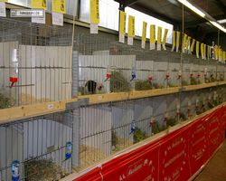 MFD - 3. Landesverbandsshow Baden-Württemberg - Mannheim 2011