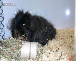 MFD - 3. Landesverbandsshow Baden-Württemberg - Mannheim 2011