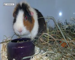 MFD - 3. Landesverbandsshow Baden-Württemberg - Mannheim 2011