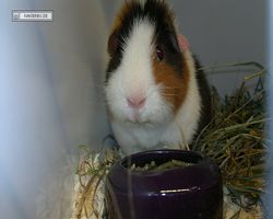 MFD - 3. Landesverbandsshow Baden-Württemberg - Mannheim 2011