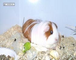 MFD - 3. Landesverbandsshow Baden-Württemberg - Mannheim 2011