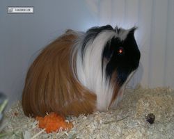 9. Große Bayerische Meerschweinchenschau 2011