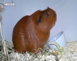 9. Große Bayerische Meerschweinchenschau 2011