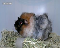 9. Große Bayerische Meerschweinchenschau 2011