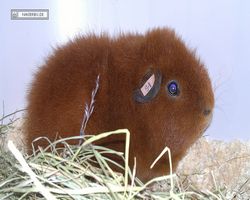 9. Große Bayerische Meerschweinchenschau 2011