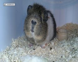 9. Große Bayerische Meerschweinchenschau 2011