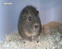 9. Große Bayerische Meerschweinchenschau 2011