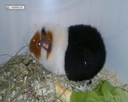 9. Große Bayerische Meerschweinchenschau 2011