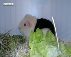 9. Große Bayerische Meerschweinchenschau 2011