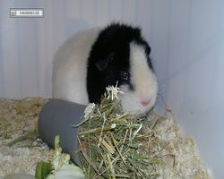 9. Große Bayerische Meerschweinchenschau 2011