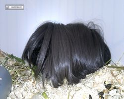 9. Große Bayerische Meerschweinchenschau 2011