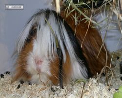 9. Große Bayerische Meerschweinchenschau 2011