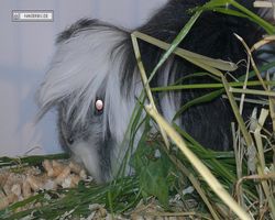 9. Große Bayerische Meerschweinchenschau 2011