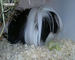 9. Große Bayerische Meerschweinchenschau 2011