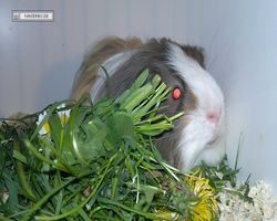 9. Große Bayerische Meerschweinchenschau 2011