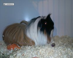 9. Große Bayerische Meerschweinchenschau 2011