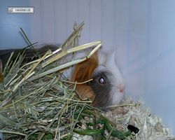 9. Große Bayerische Meerschweinchenschau 2011